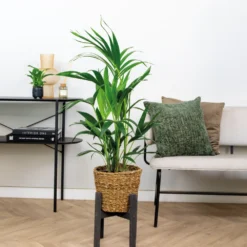 Howea Forsteriana Incl Seagrass Basket - Palmier Kentia - Purificateur D'air - ⌀19 Cm - ↕90-100 Cm 8 Howea Forsteriana Incl Seagrass Basket - Palmier Kentia - Purificateur D'air - ⌀19 Cm - ↕90-100 Cm -Promos Jardesia Magasin 640b78a0818a38.30649967