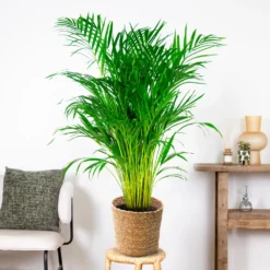 Dypsis Lutescens Incl. Panier En Jonc De Mer - Palmier Doré - ⌀21 Cm - ↕100-110 Cm -Promos Jardesia Magasin 640b78a18cf930.54558956