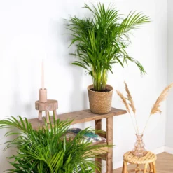 Dypsis Lutescens Incl. Panier En Jonc De Mer - Palmier Doré - ⌀20 Cm - ↕90-100 Cm -Promos Jardesia Magasin 640b78a2886787.17371081