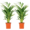 2x Dypsis Lutescens - Palmier Doré - Plante D'intérieur - Facile D'entretien - ⌀17 Cm - ↕60-70 Cm