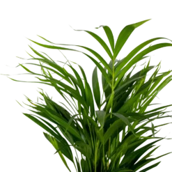 2x Dypsis Lutescens - Palmier Doré - Plante D'intérieur - Facile D'entretien - ⌀17 Cm - ↕60-70 Cm -Promos Jardesia Magasin 640b78a39680a7.80679516