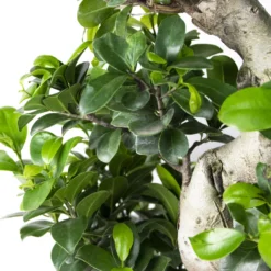 Ficus Microcarpa 'ginseng' En Forme De S – Bonsaï – Plante D'intérieur – ⌀22 Cm - ↕60-70 Cm -Promos Jardesia Magasin 640b78a4b356b4.88157147