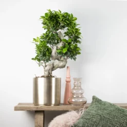 2x Ficus Microcarpa 'ginseng' En Forme De S – Bonsaï – Plante D'intérieur – ⌀22 Cm - ↕60-70 Cm 8 2x Ficus Microcarpa 'ginseng' En Forme De S – Bonsaï – Plante D'intérieur – ⌀22 Cm - ↕60-70 Cm -Promos Jardesia Magasin 640b78a5ac4b54.25035858