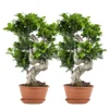2x Ficus Microcarpa 'ginseng' En Forme De S – Bonsaï – Plante D'intérieur – ⌀22 Cm - ↕60-70 Cm