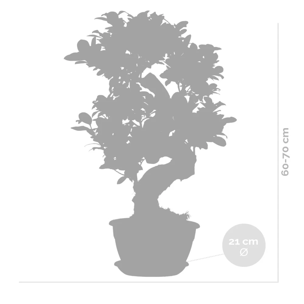 2x Ficus Microcarpa 'ginseng' En Forme De S – Bonsaï – Plante D'intérieur – ⌀22 Cm - ↕60-70 Cm 5 2x Ficus Microcarpa 'ginseng' En Forme De S – Bonsaï – Plante D'intérieur – ⌀22 Cm - ↕60-70 Cm – Image 5