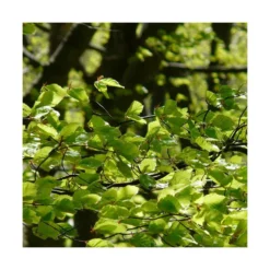 Hêtre Commun Sylvatica/pot De 7,5l - 60/80 Cm 5 Hêtre Commun Sylvatica/pot De 7,5l - 60/80 Cm -Promos Jardesia Magasin 6411c521126554.18080660