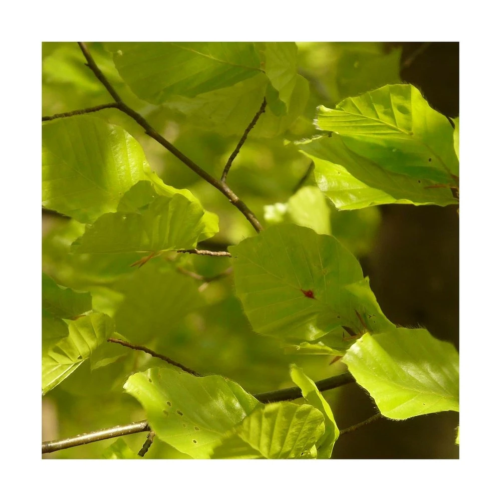 Hêtre Commun Sylvatica/pot De 7,5l - 60/80 Cm 1 Hêtre Commun Sylvatica/pot De 7,5l - 60/80 Cm