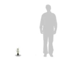 Eucalyptus Gunni France Bleu® 'rengun'/pot De 7,5l - 40/60 Cm 12 Eucalyptus Gunni France Bleu® 'rengun'/pot De 7,5l - 40/60 Cm -Promos Jardesia Magasin 6411c525786818.65301056