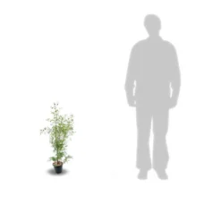 Eucalyptus Gunni France Bleu® 'rengun'/pot De 7,5l - 40/60 Cm 13 Eucalyptus Gunni France Bleu® 'rengun'/pot De 7,5l - 40/60 Cm -Promos Jardesia Magasin 6411c525840195.31640674