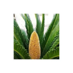 Cycas Du Japon/pot De 25l - 60/80 Cm 6 Cycas Du Japon/pot De 25l - 60/80 Cm -Promos Jardesia Magasin 6411c5b36c7127.23418649