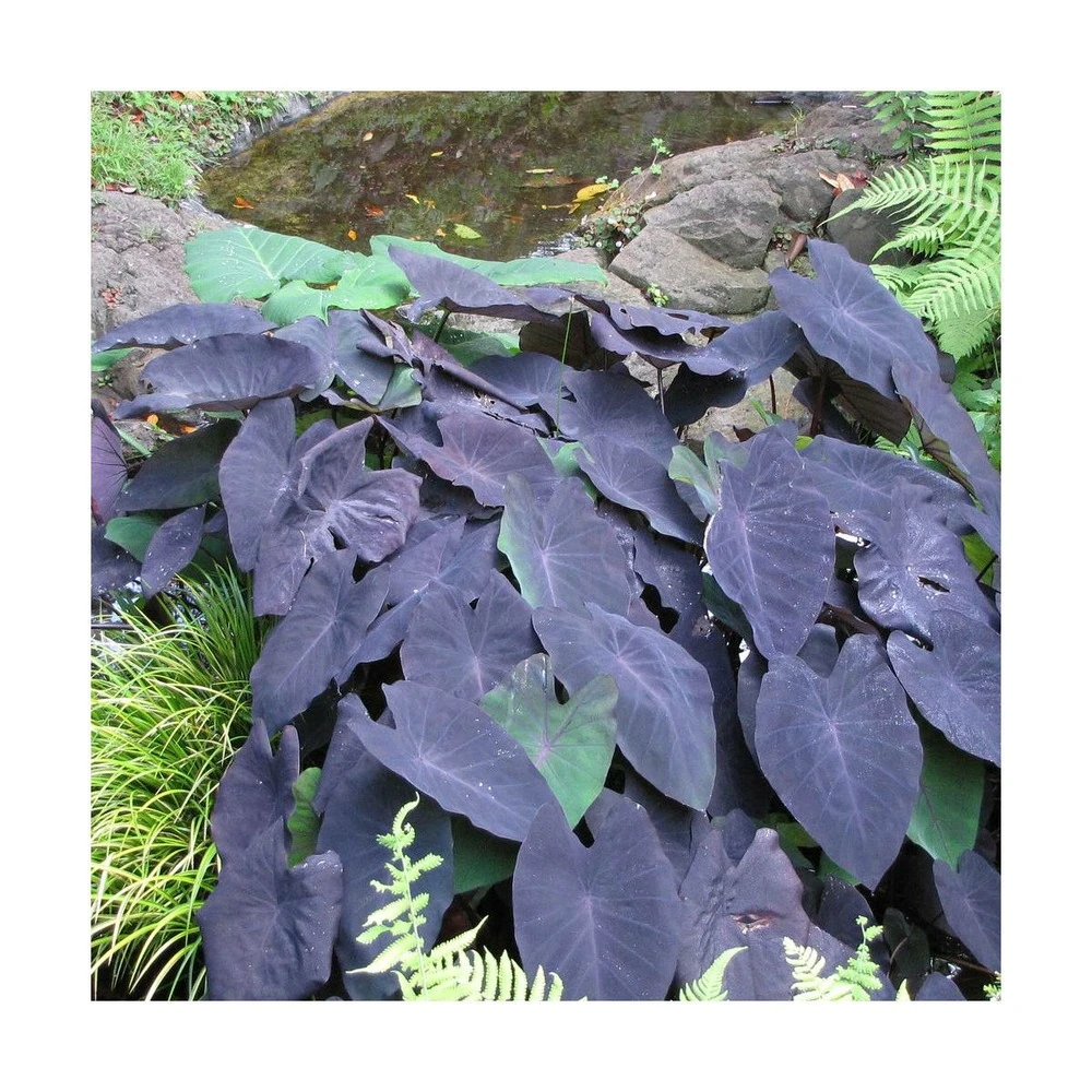 Colocasia Kona Coffee/pot De 5l - 40/60 Cm 1 Colocasia Kona Coffee/pot De 5l - 40/60 Cm