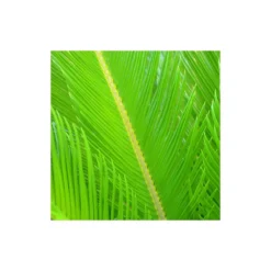 Cycas Du Japon/pot De 70l - Stipe 40/50 Cm -Promos Jardesia Magasin 6411c5d6ad44d3.69046798
