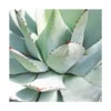Agave Parryi/pot De 7,5l