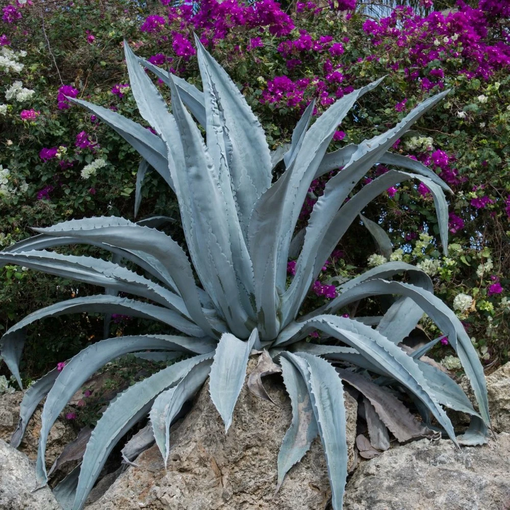 Agave D'amérique Americana/pot De 4l - 20/40 Cm 1 Agave D'amérique Americana/pot De 4l - 20/40 Cm