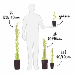 Jasmin Officinal 'affine' - Jasminum Officinalis 3l -Promos Jardesia Magasin 641db2f9e94c76.84681425