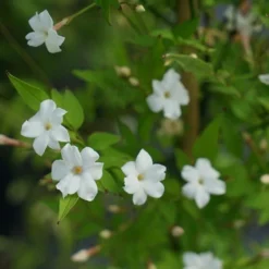 Jasmin Officinal 'affine' - Jasminum Officinalis 3l -Promos Jardesia Magasin 641db2fa134182.77975992
