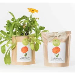 Sac Papier Prêt à Cultiver Calendula -Promos Jardesia Magasin 6420e04cca6d08.48418237