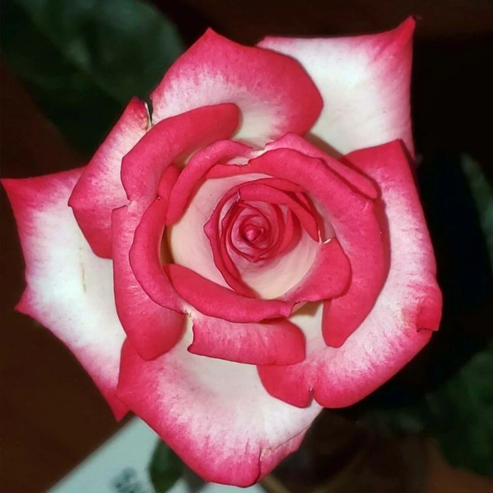 Rosier 'pascal Sevran' - 1 Rosier 'pascal Sevran' -