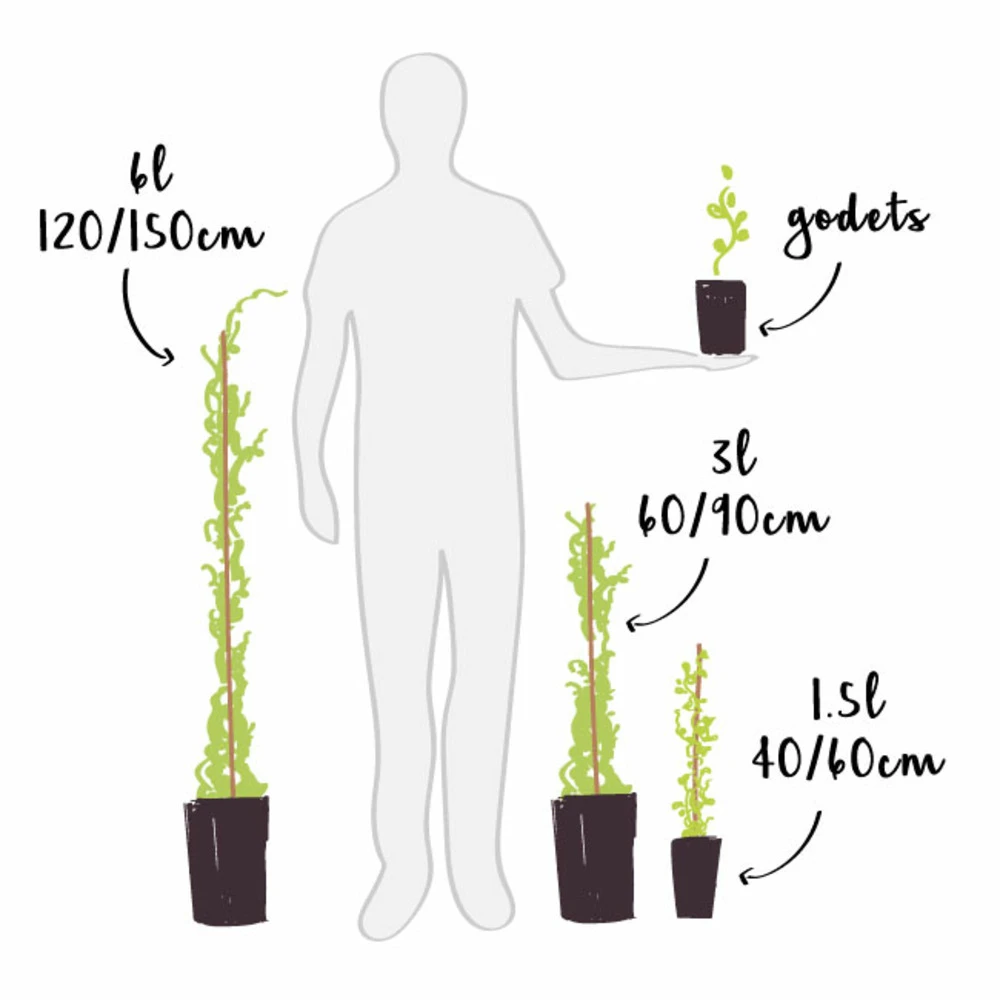 Groseillier à Grappes 'jonkheer Van Tets' - Ribes Rubrum 3l 5 Groseillier à Grappes 'jonkheer Van Tets' - Ribes Rubrum 3l – Image 5