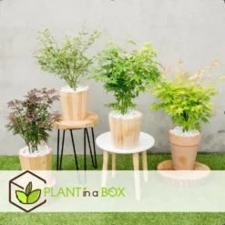 Assorti De 8 Erables Du Japon - Pot ⌀10 Cm - H.25-40cm (hauteur Pot Incluse) -Promos Jardesia Magasin 6421dd63e6f720.35493338