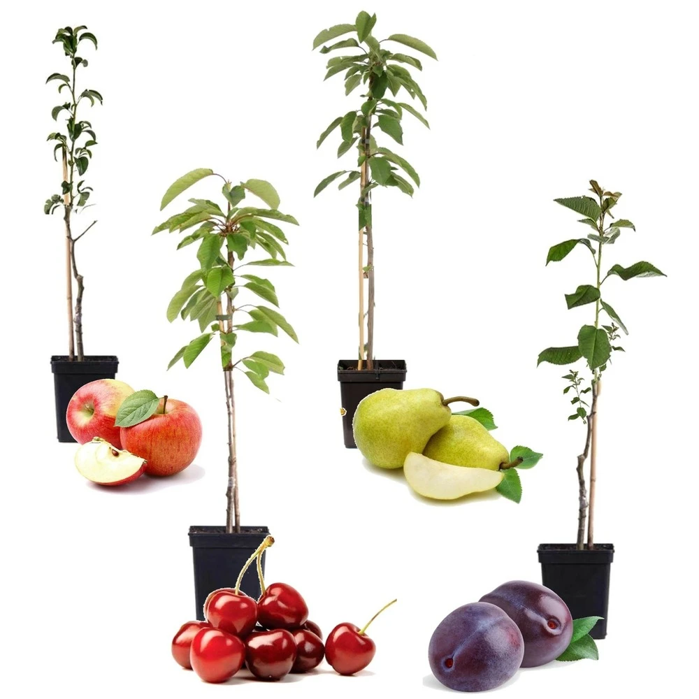 Assorti De 4 Arbres Fruitiers - Pot ⌀9cm - H.60-70cm (hauteur Pot Incluse) 1 Assorti De 4 Arbres Fruitiers - Pot ⌀9cm - H.60-70cm (hauteur Pot Incluse)