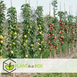 Assorti De 4 Arbres Fruitiers - Pot ⌀9cm - H.60-70cm (hauteur Pot Incluse) 6 Assorti De 4 Arbres Fruitiers - Pot ⌀9cm - H.60-70cm (hauteur Pot Incluse) -Promos Jardesia Magasin 6421dd66e21009.57555330