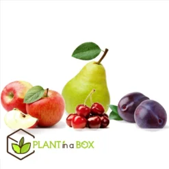 Assorti De 4 Arbres Fruitiers - Pot ⌀9cm - H.60-70cm (hauteur Pot Incluse) 7 Assorti De 4 Arbres Fruitiers - Pot ⌀9cm - H.60-70cm (hauteur Pot Incluse) -Promos Jardesia Magasin 6421dd66e64e00.60002197