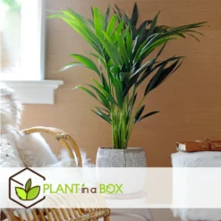 Palmier Kentia - Pot ⌀21 Cm - H. 130-140cm (hauteur Pot Incluse) -Promos Jardesia Magasin 6422e1866c5cc6.02870111