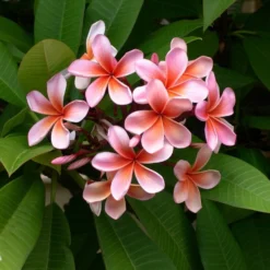 Plumeria Hawaaien - Pot ⌀17cm - H.55-75cm (hauteur Pot Incluse) -Promos Jardesia Magasin 6423324e299086.51146067