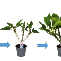 Plumeria Hawaaien - Pot ⌀17cm - H.55-75cm (hauteur Pot Incluse) -Promos Jardesia Magasin 6423324e313ab2.79596873