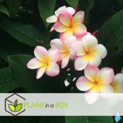 Plumeria Hawaaien - Pot ⌀17cm - H.55-75cm (hauteur Pot Incluse) -Promos Jardesia Magasin 6423324e3a2799.79275935