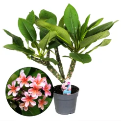 Plumeria Hawaaien - Pot ⌀17cm - H.55-75cm (hauteur Pot Incluse)