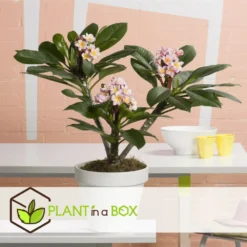 Plumeria Hawaaien - Pot ⌀17cm - H.55-75cm (hauteur Pot Incluse) -Promos Jardesia Magasin 6423324e50d857.41817764