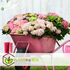 Set De 3 Hortensia Rose - Pot ⌀9cm - H.25-40cm (hauteur Pot Incluse) -Promos Jardesia Magasin 64233253af3a81.36590456