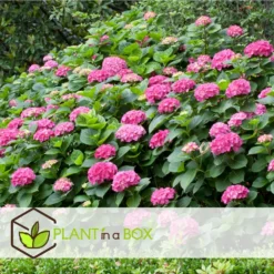 Set De 3 Hortensia Rose - Pot ⌀9cm - H.25-40cm (hauteur Pot Incluse) -Promos Jardesia Magasin 64233253b82f01.05331596