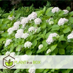 Set De 3 Hortensia Blanc - Pot ⌀9cm - H.25-40cm (hauteur Pot Incluse) -Promos Jardesia Magasin 64233254e0bae3.75313331