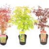 Set De 3 Erables Japonnais - Pot ⌀19cm - H.60-70cm (hauteur Pot Incluse) - Acer Japonica - Plantes Rustique