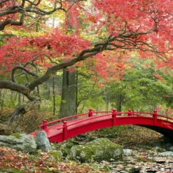 Set De 3 Erables Japonnais - Pot ⌀19cm - H.60-70cm (hauteur Pot Incluse) - Acer Japonica - Plantes Rustique 11 Set De 3 Erables Japonnais - Pot ⌀19cm - H.60-70cm (hauteur Pot Incluse) - Acer Japonica - Plantes Rustique -Promos Jardesia Magasin 64233256479f90.69850499