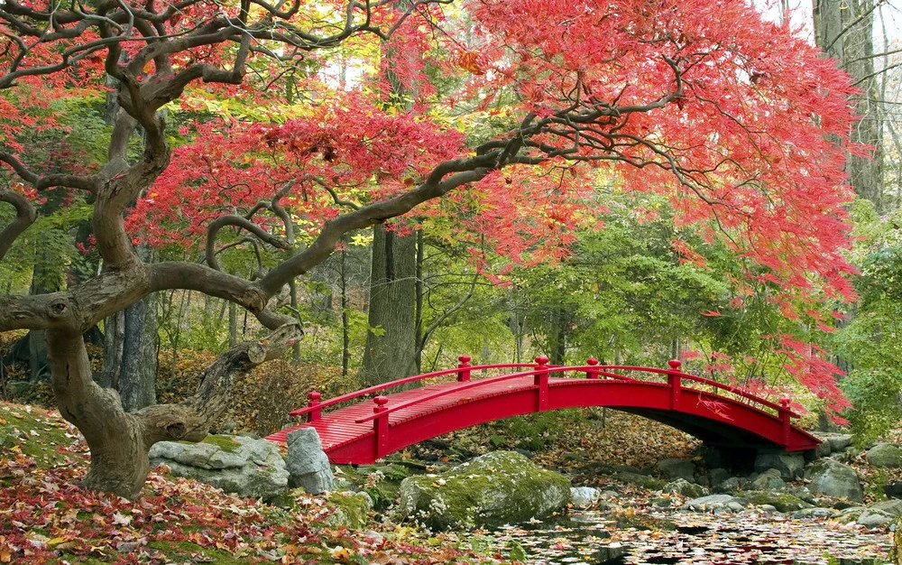 Set De 3 Erables Japonnais - Pot ⌀19cm - H.60-70cm (hauteur Pot Incluse) - Acer Japonica - Plantes Rustique 6 Set De 3 Erables Japonnais - Pot ⌀19cm - H.60-70cm (hauteur Pot Incluse) - Acer Japonica - Plantes Rustique – Image 6