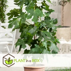 Set De 2 Ficus Carica - Pot ⌀9cm - H.25-40cm (hauteur Pot Incluse) -Promos Jardesia Magasin 64233258aed6c2.75062578