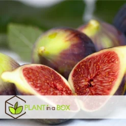 Set De 2 Ficus Carica - Pot ⌀9cm - H.25-40cm (hauteur Pot Incluse) -Promos Jardesia Magasin 64233258cb75f1.63559053