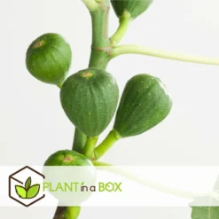 Set De 2 Ficus Carica - Pot ⌀9cm - H.25-40cm (hauteur Pot Incluse) -Promos Jardesia Magasin 64233258cfd275.04452141