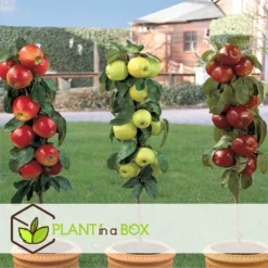 Set De 3 Pommiers - Pot ⌀9cm - H.60-70cm (hauteur Pot Incluse) -Promos Jardesia Magasin 642332688c9973.24149843