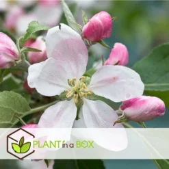 Set De 3 Pommiers - Pot ⌀9cm - H.60-70cm (hauteur Pot Incluse) -Promos Jardesia Magasin 6423326890bc71.46991350