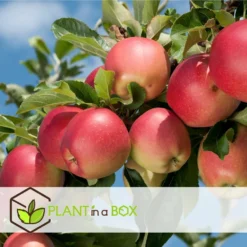 Set De 3 Pommiers - Pot ⌀9cm - H.60-70cm (hauteur Pot Incluse) -Promos Jardesia Magasin 642332689513f1.48220910