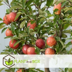 Set De 3 Pommiers - Pot ⌀9cm - H.60-70cm (hauteur Pot Incluse) -Promos Jardesia Magasin 642332689d8f40.55591918