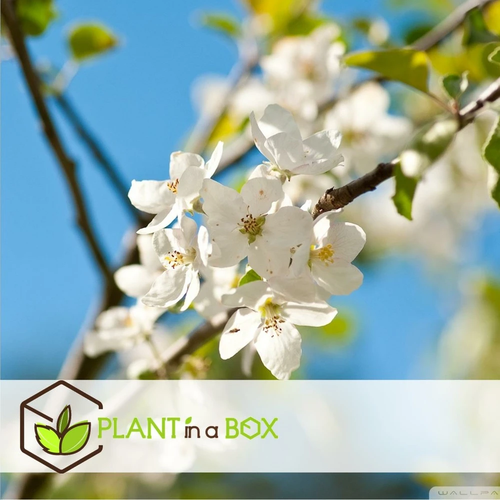 Assorti De 3 Arbres Fruitiers - Pot ⌀9cm - H.60-70cm (hauteur Pot Incluse) 3 Assorti De 3 Arbres Fruitiers - Pot ⌀9cm - H.60-70cm (hauteur Pot Incluse) – Image 3