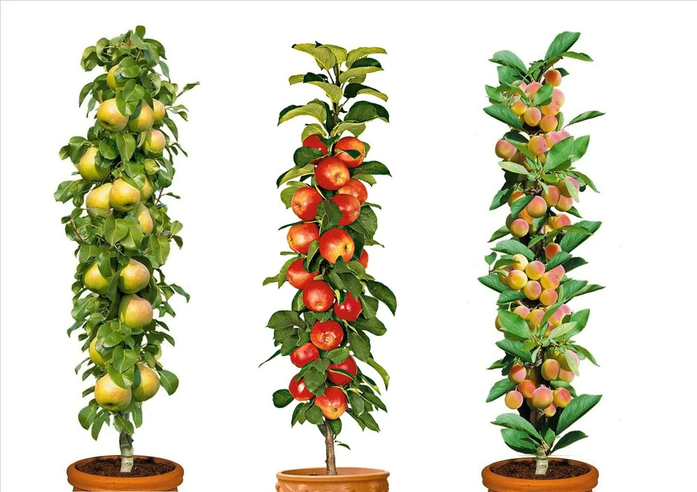 Assorti De 3 Arbres Fruitiers - Pot ⌀9cm - H.60-70cm (hauteur Pot Incluse) 1 Assorti De 3 Arbres Fruitiers - Pot ⌀9cm - H.60-70cm (hauteur Pot Incluse)