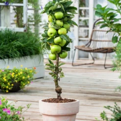 Assorti De 3 Arbres Fruitiers - Pot ⌀9cm - H.60-70cm (hauteur Pot Incluse) 9 Assorti De 3 Arbres Fruitiers - Pot ⌀9cm - H.60-70cm (hauteur Pot Incluse) -Promos Jardesia Magasin 64233269c9f391.24342059