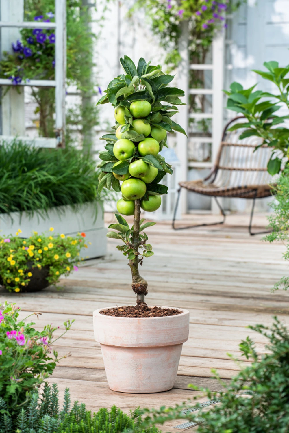 Assorti De 3 Arbres Fruitiers - Pot ⌀9cm - H.60-70cm (hauteur Pot Incluse) 5 Assorti De 3 Arbres Fruitiers - Pot ⌀9cm - H.60-70cm (hauteur Pot Incluse) – Image 5